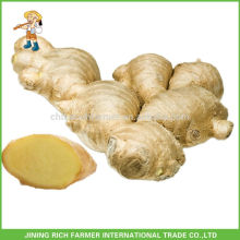 Gute Qualität China produzieren neue Ernte Frische Ingwer Größe 150g + 10kg Karton Verpackung